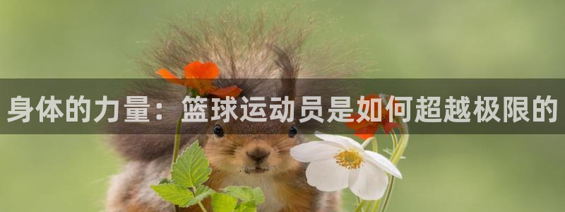 千亿国际官网下载招商电话号码查询是多少：身体的力量：篮球运动